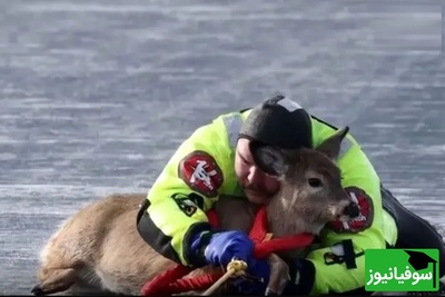 نجات هیجان انگیز و پر از دلهره آور یک گوزن از سطح یخ‌زده دریاچه‌ای در واشنگتن+ ویدئو