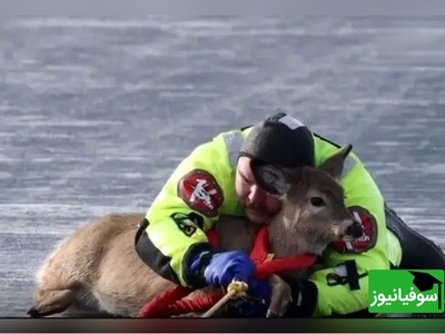 نجات هیجان انگیز و پر از دلهره آور یک گوزن از سطح یخ‌زده دریاچه‌ای در واشنگتن+ ویدئو