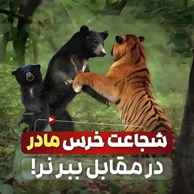 شجاعت بی‌نظیر در حیات وحش؛ نبرد نفس‌گیر خرس مادر با ببر بنگال برای نجات فرزندش!