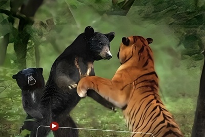 شجاعت بی‌نظیر در حیات وحش؛ نبرد نفس‌گیر خرس مادر با ببر بنگال برای نجات فرزندش!