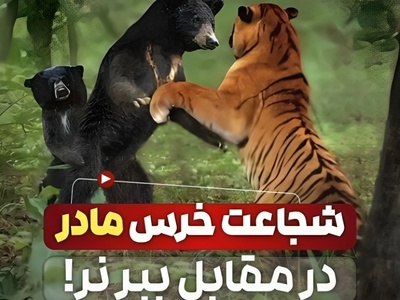 شجاعت بی‌نظیر در حیات وحش؛ نبرد نفس‌گیر خرس مادر با ببر بنگال برای نجات فرزندش!