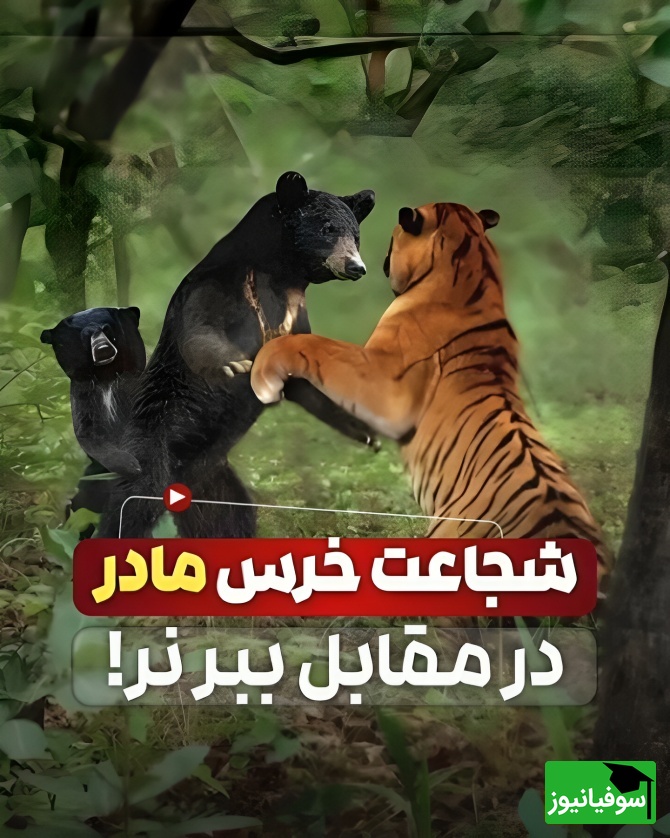 شجاعت بی‌نظیر در حیات وحش؛ نبرد نفس‌گیر خرس مادر با ببر بنگال برای نجات فرزندش!