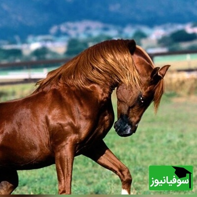 عکس| راز ناپدید شدن زیباترین اسب تاریخ/ روایت اژدهای گیاهخوار هخامنشی