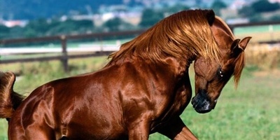 عکس| راز ناپدید شدن زیباترین اسب تاریخ/ روایت اژدهای گیاهخوار هخامنشی