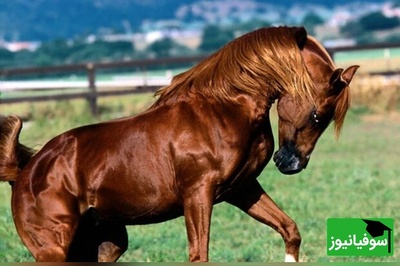 عکس| راز ناپدید شدن زیباترین اسب تاریخ/ روایت اژدهای گیاهخوار هخامنشی