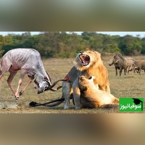(ویدئو) رویارویی مهیج گوزن وحشی و شیر در دل حیات وحش