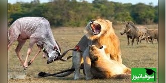 (ویدئو) رویارویی مهیج گوزن وحشی و شیر در دل حیات وحش