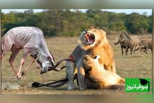 (ویدئو) رویارویی مهیج گوزن وحشی و شیر در دل حیات وحش