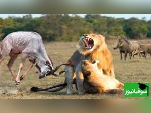 (ویدئو) رویارویی مهیج گوزن وحشی و شیر در دل حیات وحش