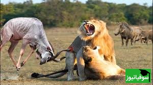 (ویدئو) رویارویی مهیج گوزن وحشی و شیر در دل حیات وحش