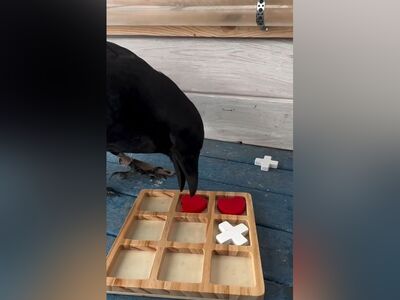 (ویدئو) بازی دوز انسان با باهوش‌ترین حیوان جهان/ فقط آخرش که انگار مسخره می‌کنه و می‌خنده!