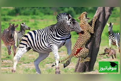 (ویدیو) مستند حیات وحش/ حمله وحشیانه و برق‌آسای پلنگ و دفاع جانانه گورخر از فرزندش