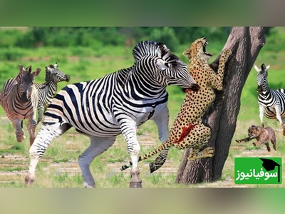 (ویدیو) مستند حیات وحش/ حمله وحشیانه و برق‌آسای پلنگ و دفاع جانانه گورخر از فرزندش