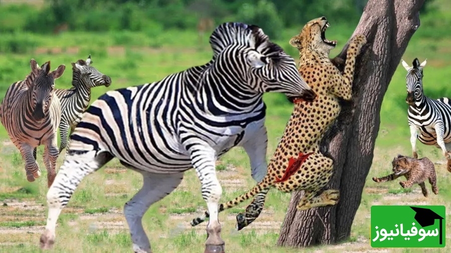 (ویدیو) مستند حیات وحش/ حمله وحشیانه و برق‌آسای پلنگ و دفاع جانانه گورخر از فرزندش