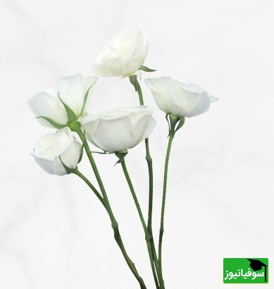 رز سفید