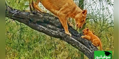 (ویدئو) مستند حیات وحش حیوانات/ لحظات ثبت شده از وقتی که ماده شیر به توله هایش آموزش بالا رفتن از درخت می دهد!