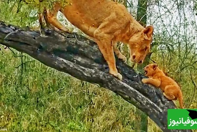 (ویدئو) مستند حیات وحش حیوانات/ لحظات ثبت شده از وقتی که ماده شیر به توله هایش آموزش بالا رفتن از درخت می دهد!