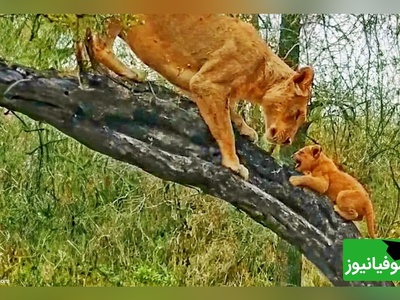 (ویدئو) مستند حیات وحش حیوانات/ لحظات ثبت شده از وقتی که ماده شیر به توله هایش آموزش بالا رفتن از درخت می دهد!