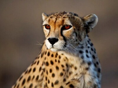 ویدئوی حیات وحش روز | یوزپلنگ در مقابل گورخر؛ کدام پیروز میدان است؟