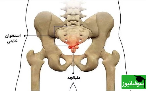 استخوان دنبالچه