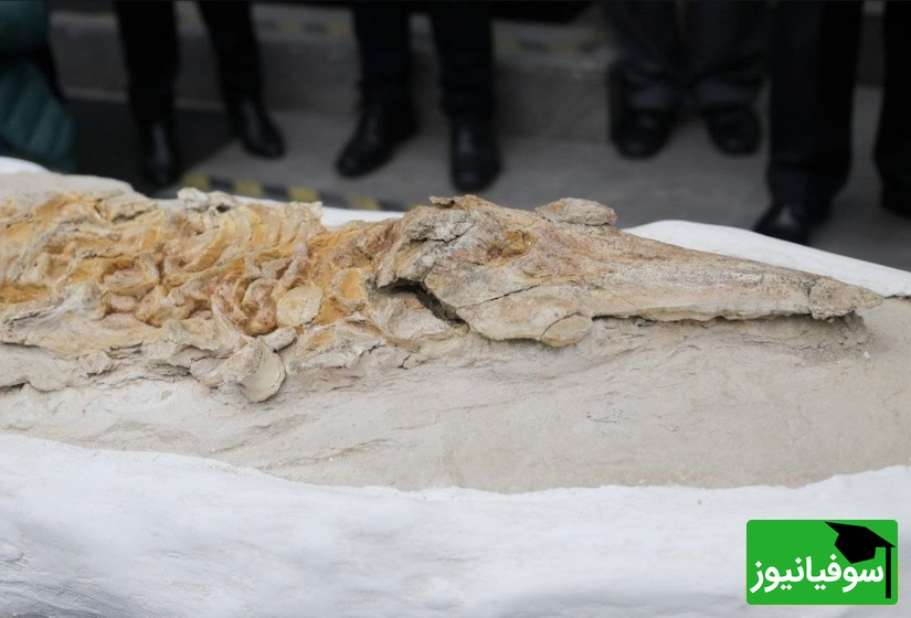 فسیل