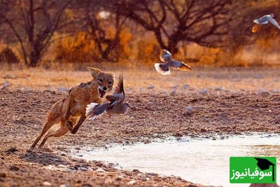ویژه علاقه مندان به مستند حیات وحش حیوانات/ راز بقا، شکار برق‌آسای یک پرنده توسط شغال+ ویدئو