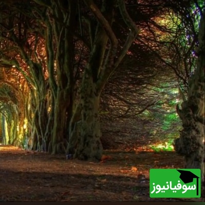 پلک‌هایت را نیمه‌باز کن تا این سلبریتی مشهور از میان جنگل ظهور کند؛ جادوی سیاهی که چشمانت را فریب می‌دهد!