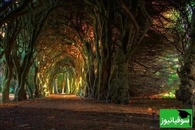 پلک‌هایت را نیمه‌باز کن تا این سلبریتی مشهور از میان جنگل ظهور کند؛ جادوی سیاهی که چشمانت را فریب می‌دهد!