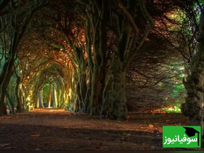 پلک‌هایت را نیمه‌باز کن تا این سلبریتی مشهور از میان جنگل ظهور کند؛ جادوی سیاهی که چشمانت را فریب می‌دهد!