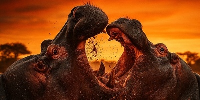 (ویدئو) اسب آبی، غول خوش‌ظاهر اما قاتل بی‌رحم حیات وحش آفریقا / صحنه نبرد وحشتناک و خونین دو اسب آبی نر! (18+)