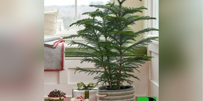 روش پرورش و نگهداری کاج مطبق/ اگه دلت یه خونه‌ پر از آرامش و حس بهشت می‌خواد این ترفند دقیقاً همون چیزیه که دنبالش بودی+ ویدیو