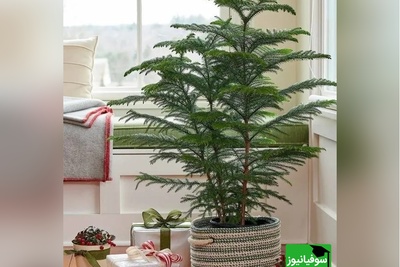 روش پرورش و نگهداری کاج مطبق/ اگه دلت یه خونه‌ پر از آرامش و حس بهشت می‌خواد این ترفند دقیقاً همون چیزیه که دنبالش بودی+ ویدیو