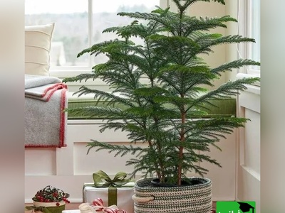 روش پرورش و نگهداری کاج مطبق/ اگه دلت یه خونه‌ پر از آرامش و حس بهشت می‌خواد این ترفند دقیقاً همون چیزیه که دنبالش بودی+ ویدیو