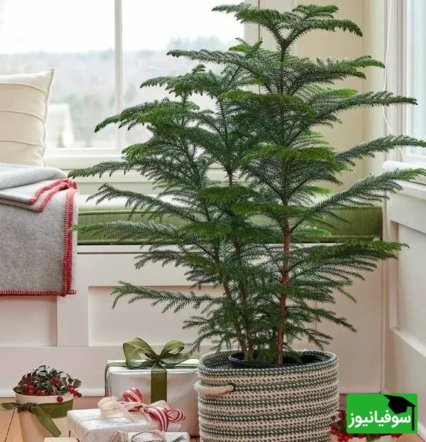 روش پرورش و نگهداری کاج مطبق/ اگه دلت یه خونه‌ پر از آرامش و حس بهشت می‌خواد این ترفند دقیقاً همون چیزیه که دنبالش بودی+ ویدیو