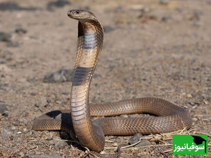 (ویدئو) حیات وحش ؛ مستند حیوانات راز بقا؛ این داستان بلعیده شدن مار زنگی سمی وسترن توسط مار کبری