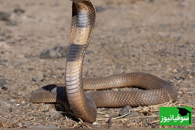 (ویدئو) حیات وحش ؛ مستند حیوانات راز بقا؛ این داستان بلعیده شدن مار زنگی سمی وسترن توسط مار کبری