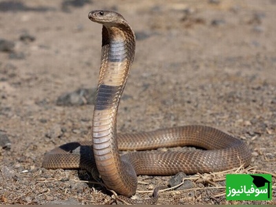 (ویدئو) حیات وحش ؛ مستند حیوانات راز بقا؛ این داستان بلعیده شدن مار زنگی سمی وسترن توسط مار کبری