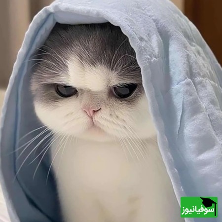 فقط افراد نابغه میتونن جواب این معمارو پیدا کنن اگه توام ضریب هوشی بالایی داری زیر 6 ثانیه جواب رو برامون بنویس!