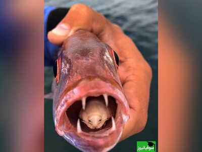 (ویدئو) روشی شیطانی اما زیرکانه برای بقا+ عکس