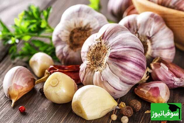 خواص خوردن سیر خام در شب و طبع سیر / سیر برای چه کسانی ضرر دارد؟