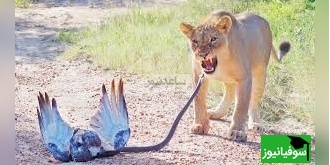 (ویدئو) مستند حیات وحش حیوانات/ فیلمی باورنکردنی از نبرد عقاب مار خوار، مامبای سیاه و دو شیر ماده گرسنه!