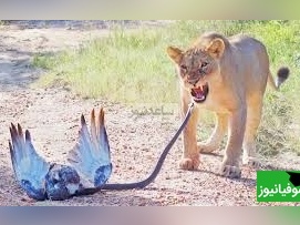 (ویدئو) مستند حیات وحش حیوانات/ فیلمی باورنکردنی از نبرد عقاب مار خوار، مامبای سیاه و دو شیر ماده گرسنه!