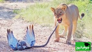 (ویدئو) مستند حیات وحش حیوانات/ فیلمی باورنکردنی از نبرد عقاب مار خوار، مامبای سیاه و دو شیر ماده گرسنه!