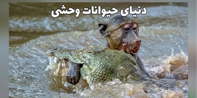 تصویری هولناک که حیات‌وحش را تکان داد؛ سکانسِ نفس‌گیری از پایانِ شومِ بابونی که راهیِ ضیافتِ خونینِ تمساح شد + ویدئو