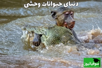 تصویری هولناک که حیات‌وحش را تکان داد؛ سکانسِ نفس‌گیری از پایانِ شومِ بابونی که راهیِ ضیافتِ خونینِ تمساح شد + ویدئو