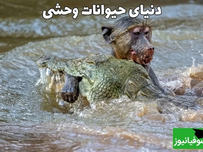 تصویری هولناک که حیات‌وحش را تکان داد؛ سکانسِ نفس‌گیری از پایانِ شومِ بابونی که راهیِ ضیافتِ خونینِ تمساح شد + ویدئو