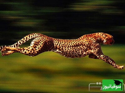 ویدیو/ سریع‌ترین حیوان روی زمین از لاک‌پشت و دایناسور بگیر تا شترمرغ و چیتا...