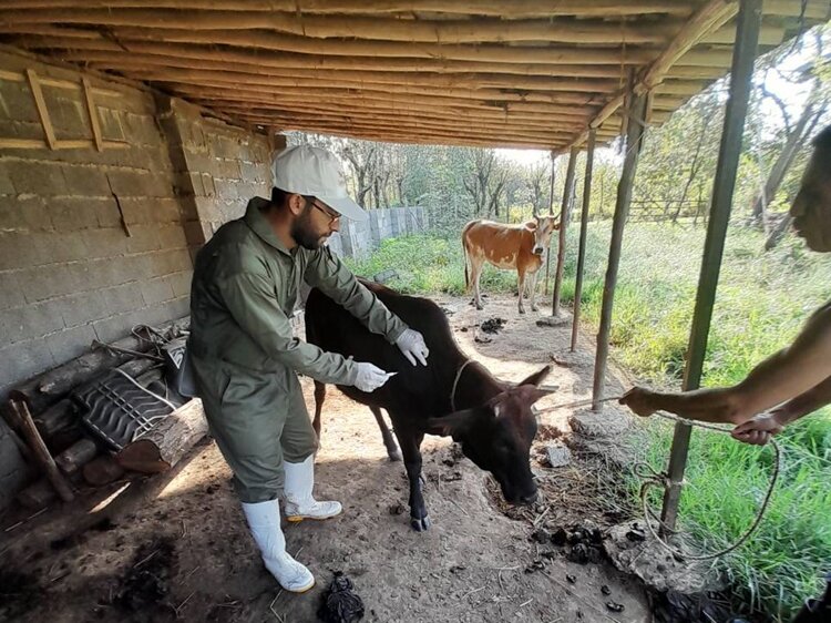 دانشجویان دانشگاه شهرکرد، در اقدامی جهادی 5000 دام را در مناطق محروم معاینه و واکسینه کردند