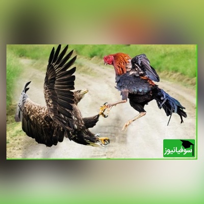 (ویدئو) مستند حیات وحش حیوانات/ راز بقا، این قسمت: نبرد دلهره اور و باورنکردنی عقاب و خروس جنگی