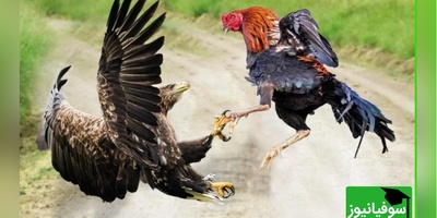 (ویدئو) مستند حیات وحش حیوانات/ راز بقا، این قسمت: نبرد دلهره اور و باورنکردنی عقاب و خروس جنگی